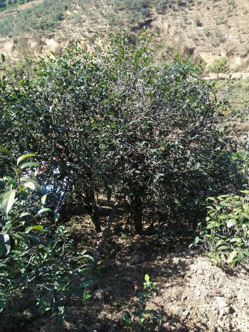 云南生态古树普洱茶，口感回味甘甜，前麻林自然村。