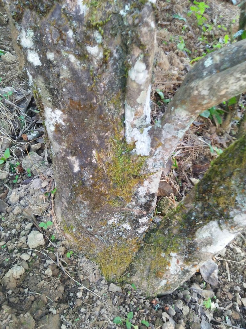 云南生态古树普洱茶，口感回味甘甜，前麻林自然村。