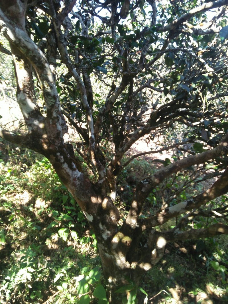 云南生态古树普洱茶，口感回味甘甜，前麻林自然村。