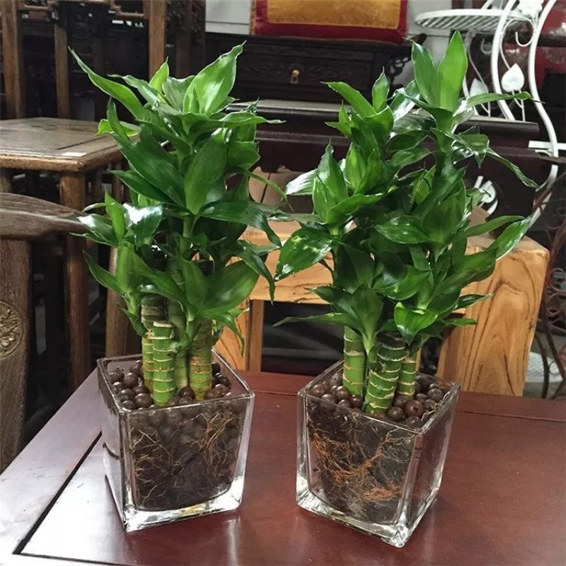 大量批发观音竹富贵竹，转运竹，紫竹，金边竹荷花竹，量大优惠