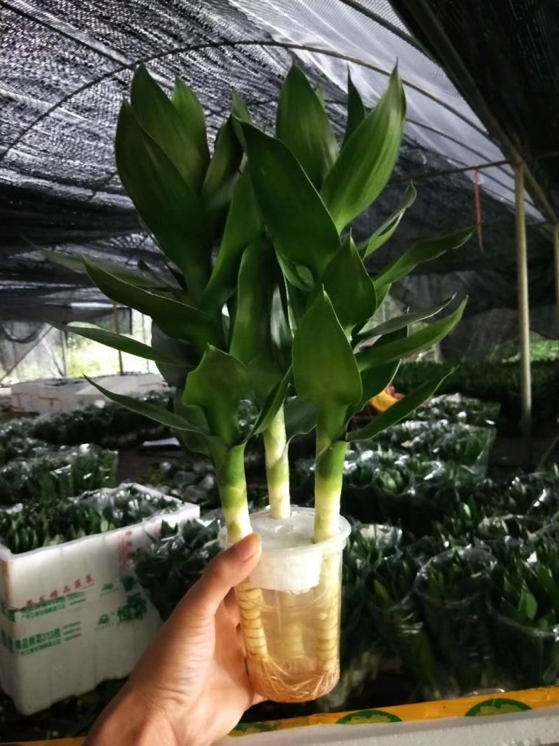 大量批发观音竹富贵竹，转运竹，紫竹，金边竹荷花竹，量大优惠
