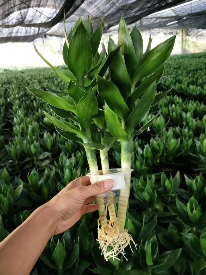 大量批发观音竹富贵竹，转运竹，紫竹，金边竹荷花竹，量大优惠