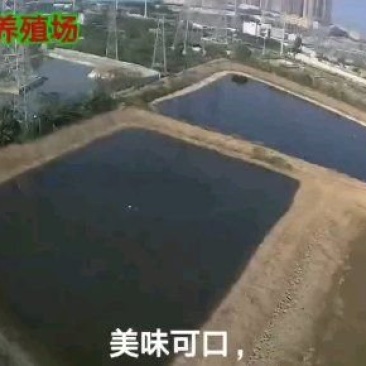 水产种苗