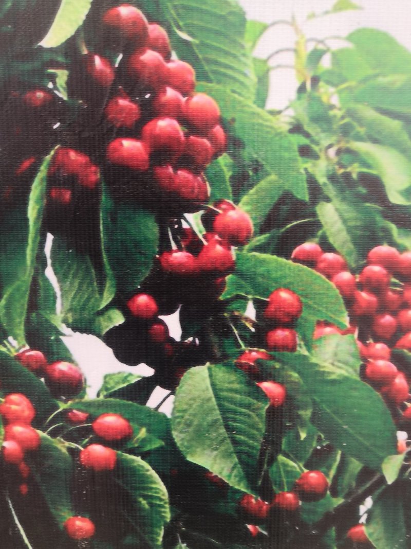 吉塞拉美早樱桃苗，矮化樱桃苗，车厘子樱桃树苗