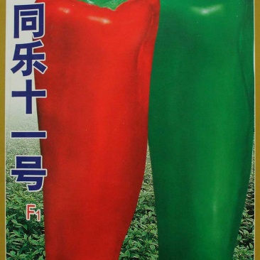 同乐十一青红果牛角椒高产优质辣椒种子10克袋正品包邮