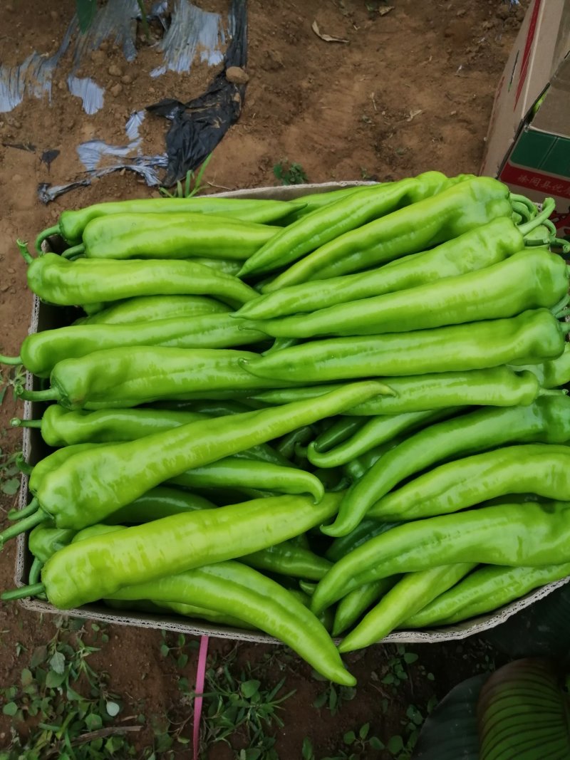 绿色蔬菜
