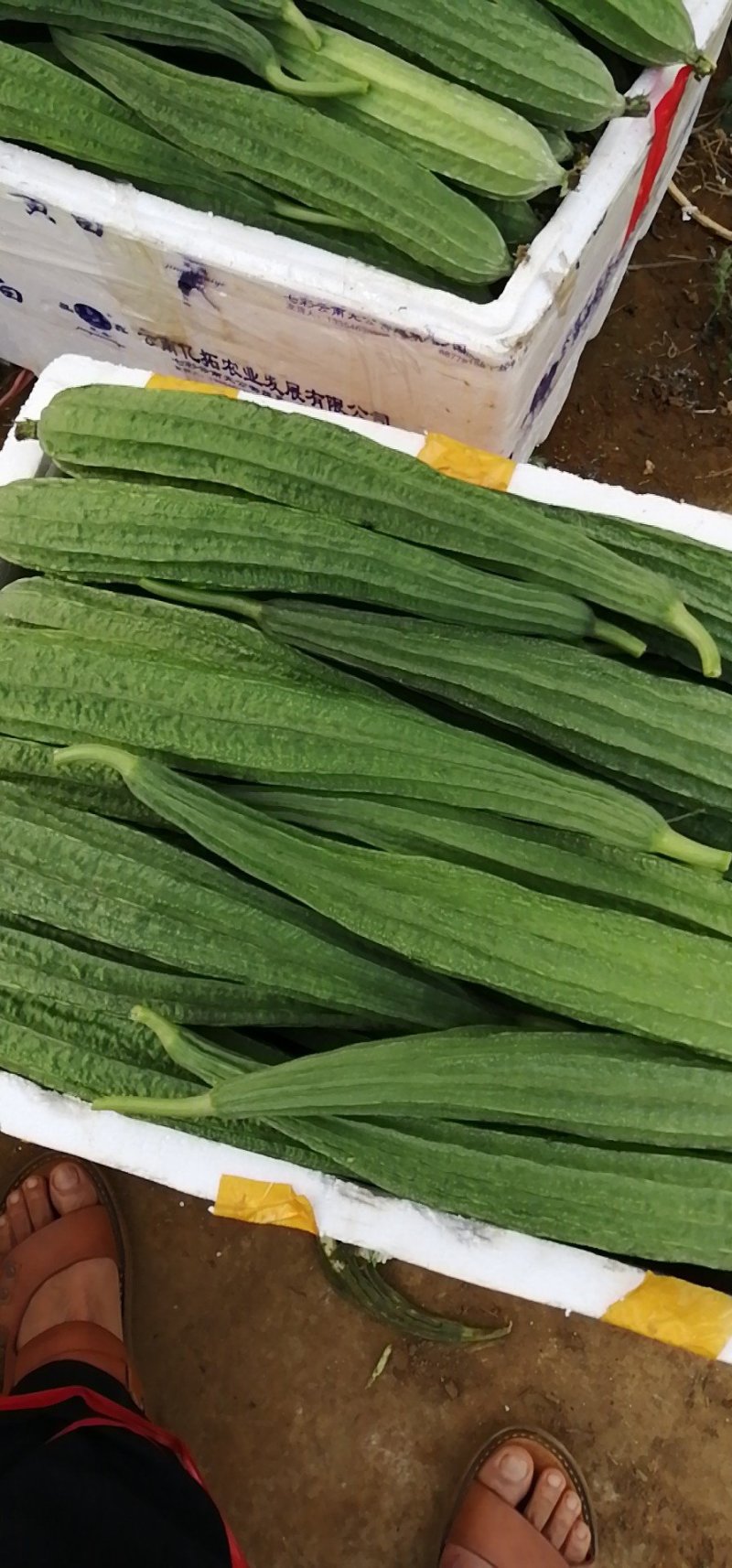 绿色蔬菜