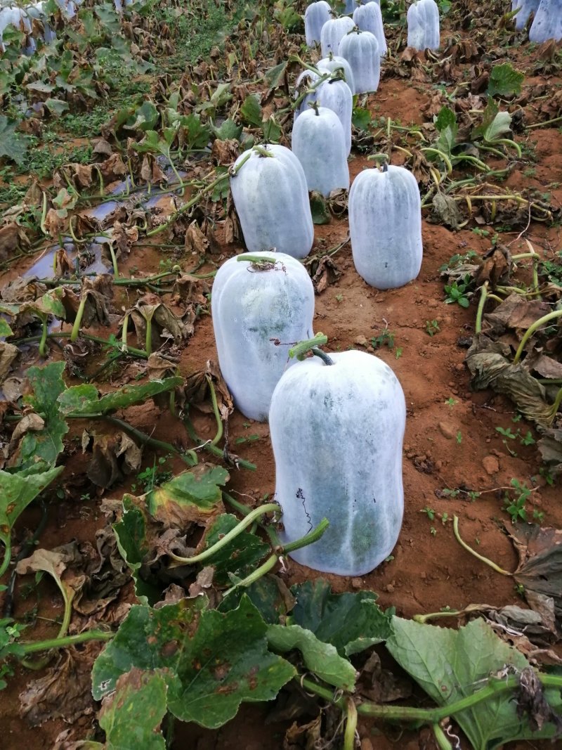 绿色蔬菜