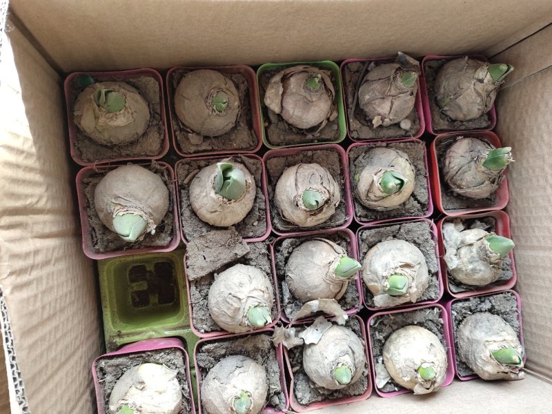 大量批发【风信子种球】，带苞发货，6个颜色可选