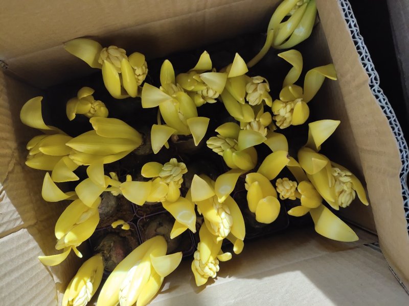 大量批发【风信子种球】，带苞发货，6个颜色可选