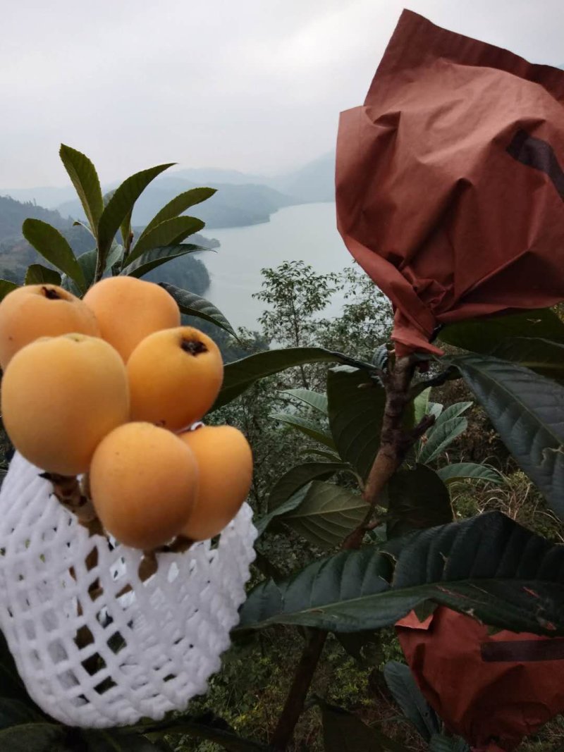 云南蒙自枇杷30克以上大果，支持空运，基地货，自产自销