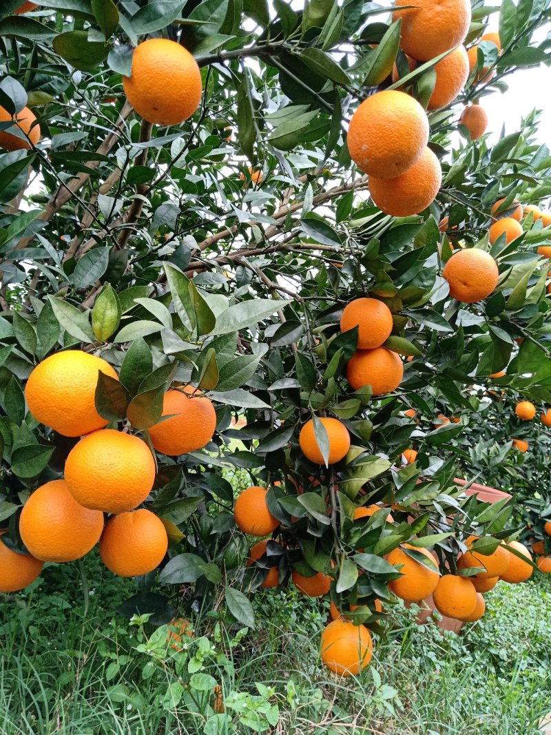 纯甜密香橙，纯甜埃及糖橙，大量高山优质纯甜蜜香橙供应