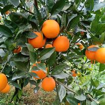密香橙，纯甜埃及糖橙，大量高山优质纯甜蜜香橙供应