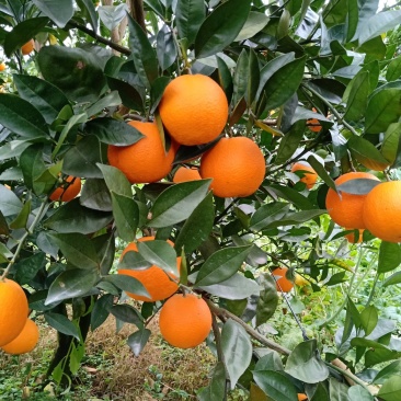 纯甜密香橙，纯甜埃及糖橙，大量高山优质纯甜蜜香橙供应