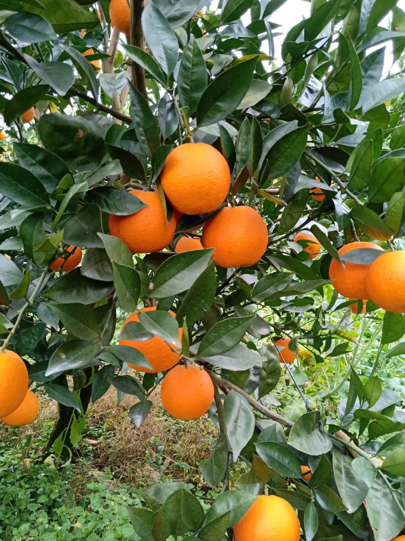 纯甜密香橙，纯甜埃及糖橙，大量高山优质纯甜蜜香橙供应