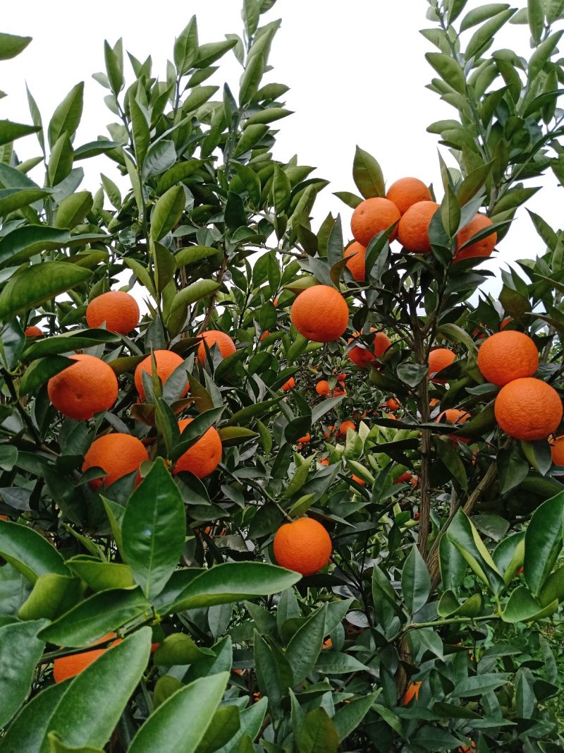 纯甜密香橙，纯甜埃及糖橙，大量高山优质纯甜蜜香橙供应