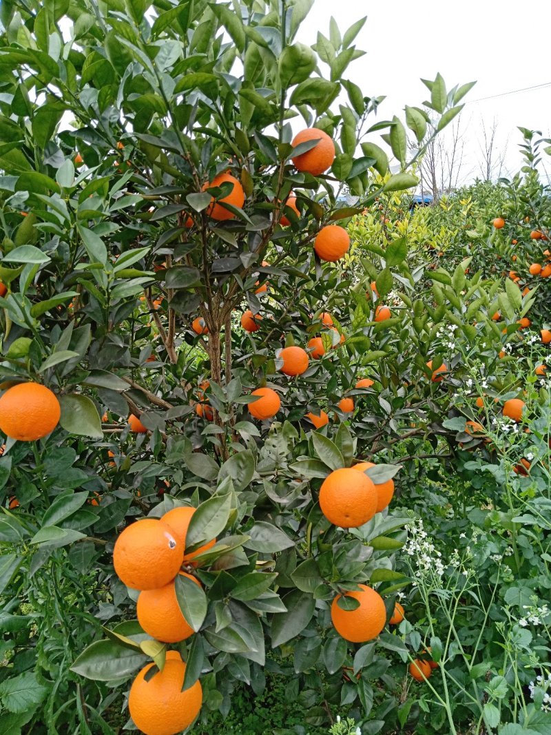 纯甜密香橙，纯甜埃及糖橙，大量高山优质纯甜蜜香橙供应