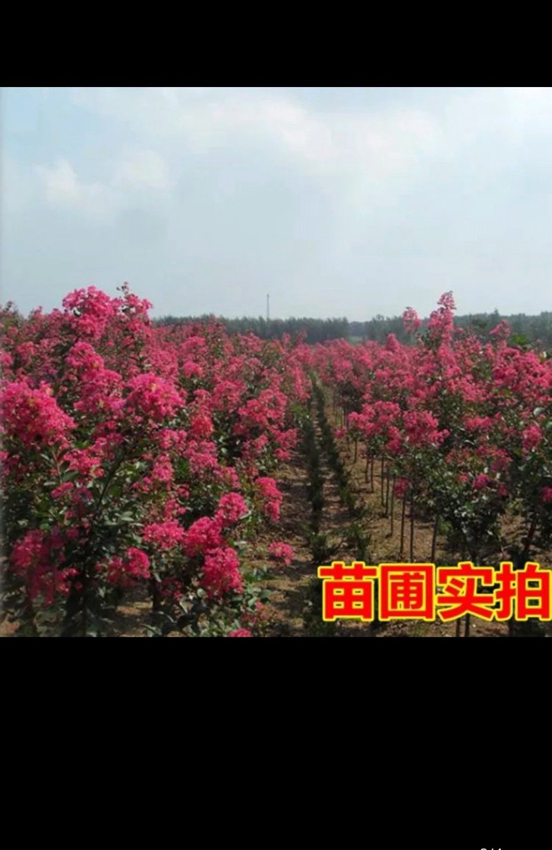 紫薇紫薇树苗红火球红火箭规格齐全量大从优