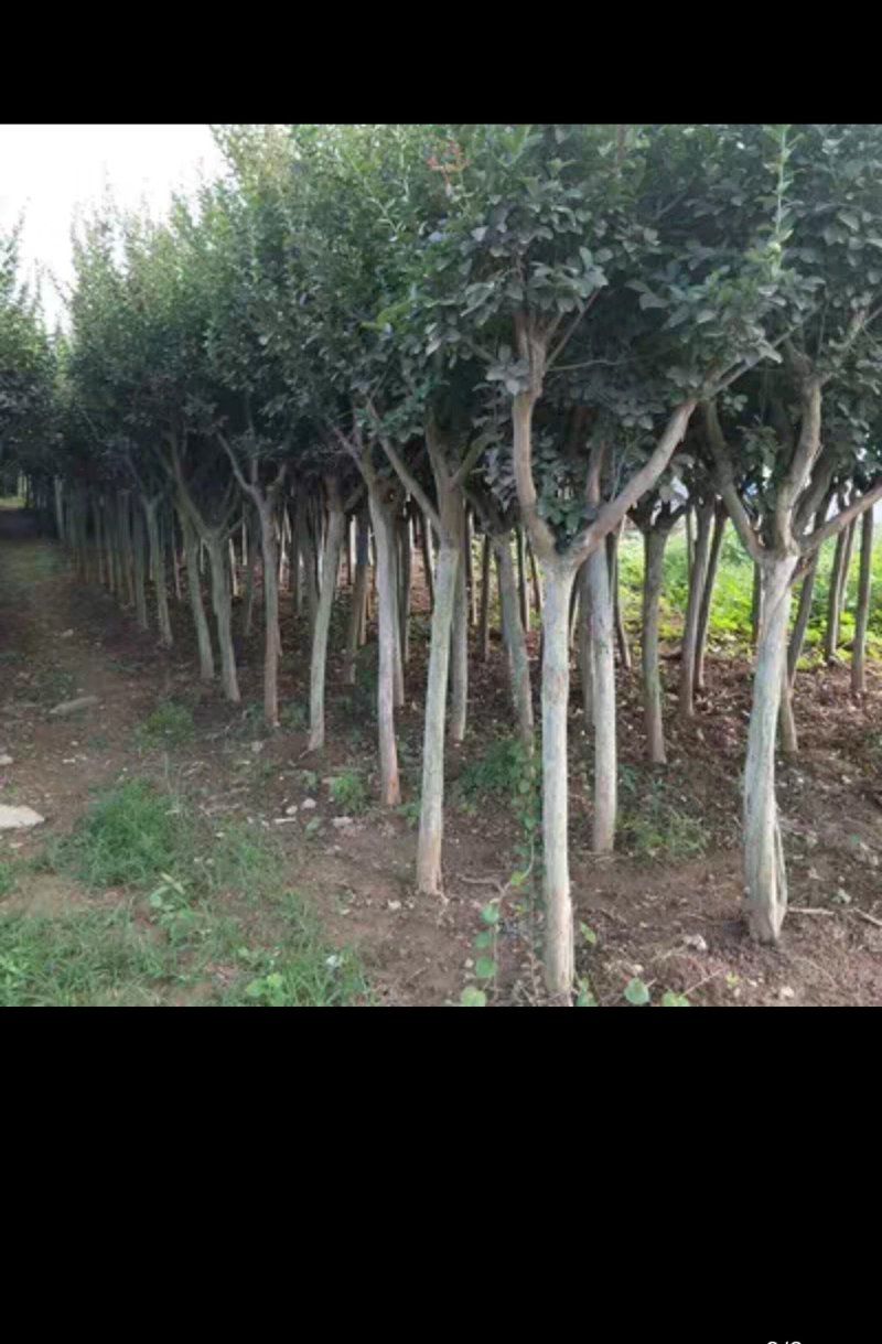 紫薇紫薇树苗红火球红火箭规格齐全量大从优