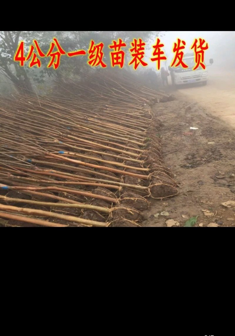 紫薇紫薇树苗红火球红火箭规格齐全量大从优