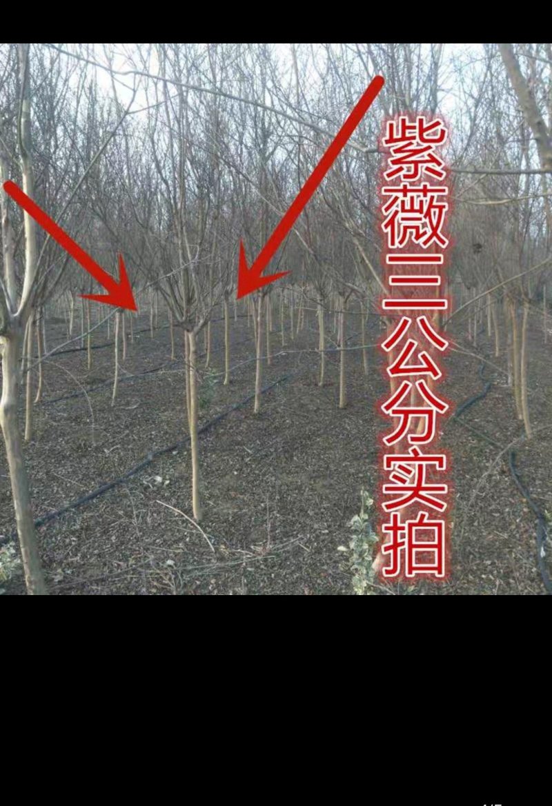紫薇紫薇树苗红火球红火箭规格齐全量大从优