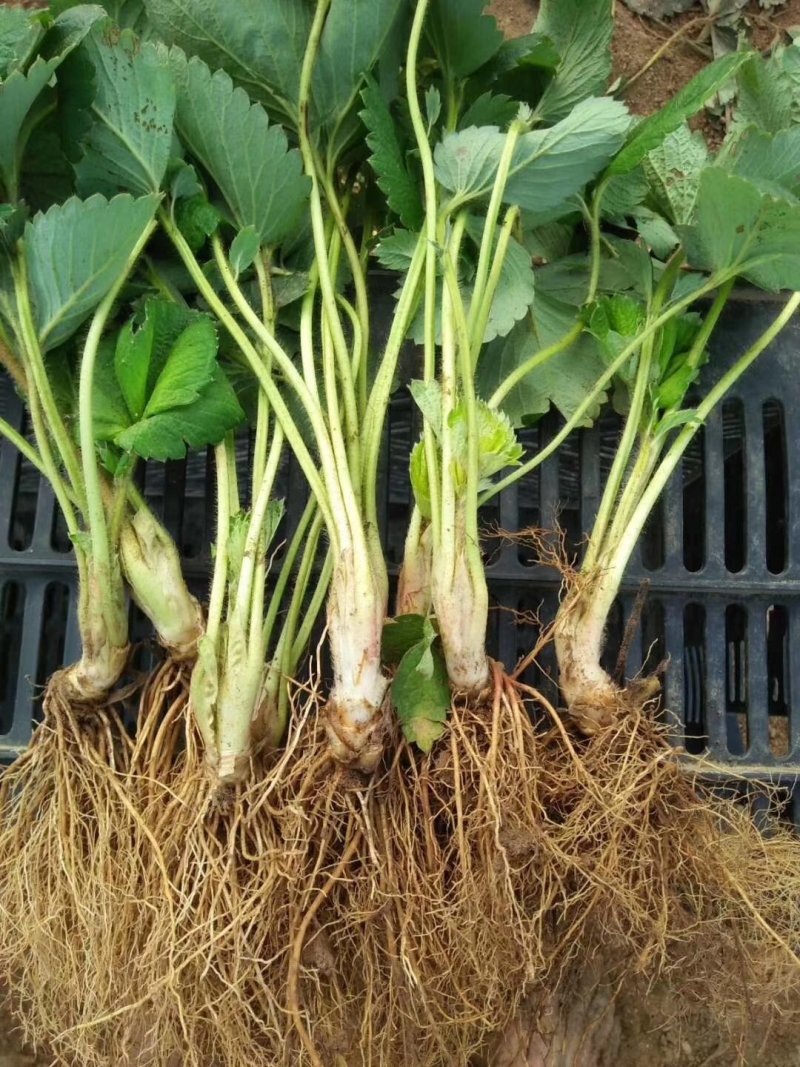 草莓苗奶油甜宝红颜九香草莓苗品种纯正