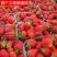 草莓苗奶油甜宝红颜九香草莓苗品种纯正