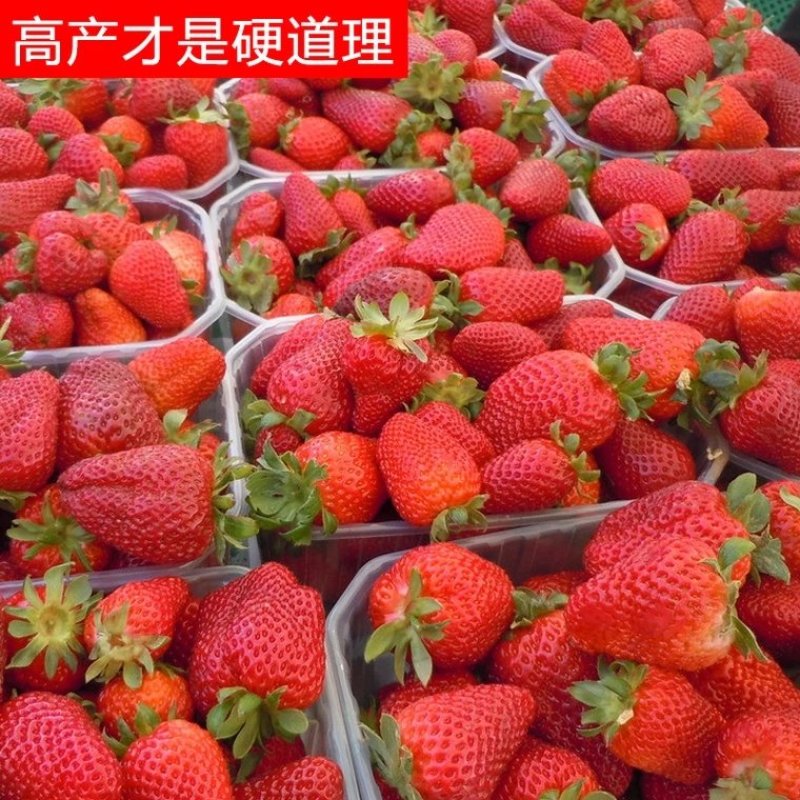 草莓苗奶油甜宝红颜九香草莓苗品种纯正