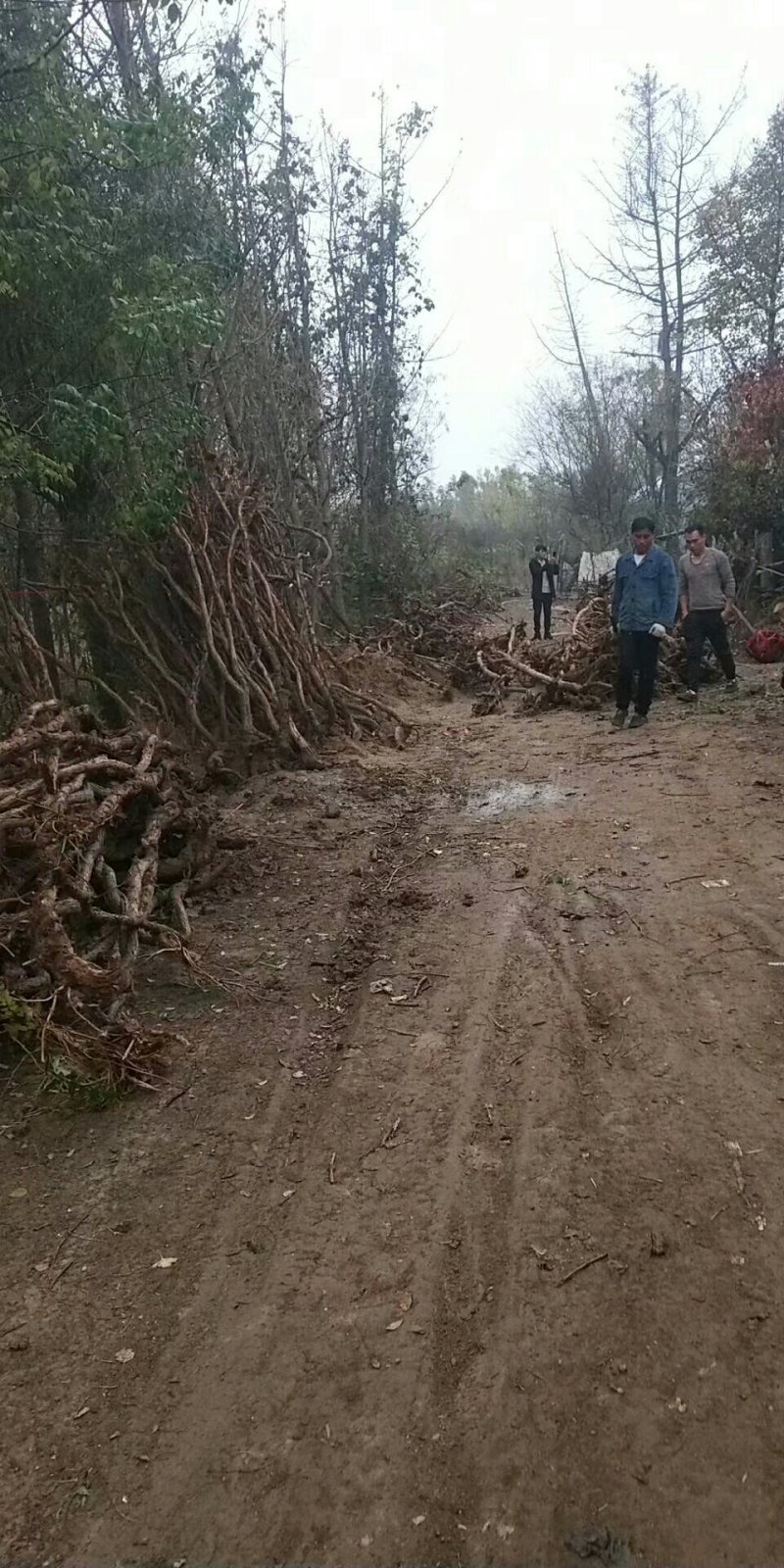 长期供应1到15公分凌霄