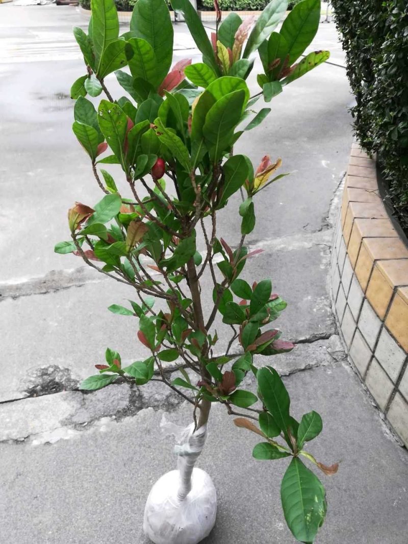 神秘果树苗新品种正宗优良神秘果苗南北方种植年四季结果包邮