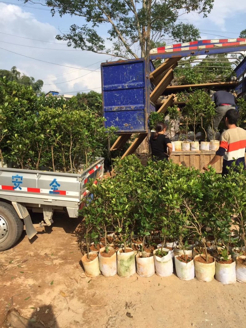 神秘果树苗新品种正宗优良神秘果苗南北方种植年四季结果包邮