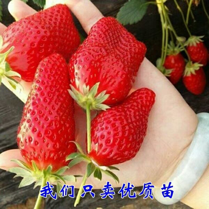 草莓苗.奶油.红颜.四季青.甜查.理甜宝.品种齐全