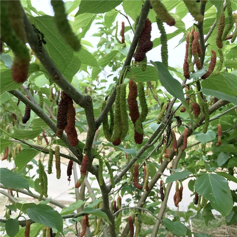 桑树苗品种正宗南北方种植年四季结果包邮