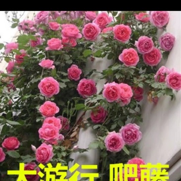月季爬藤月季花苗大花月季蔷薇爬藤大花月季1-1.5米