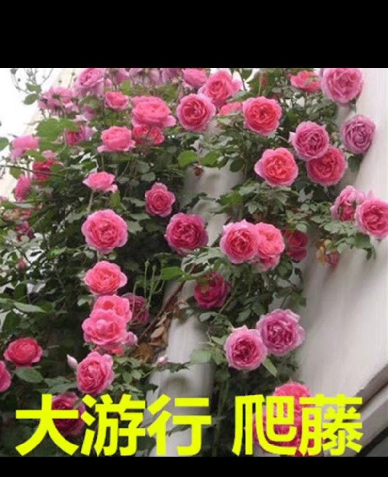 月季爬藤月季花苗大花月季蔷薇爬藤大花月季1-1.5米