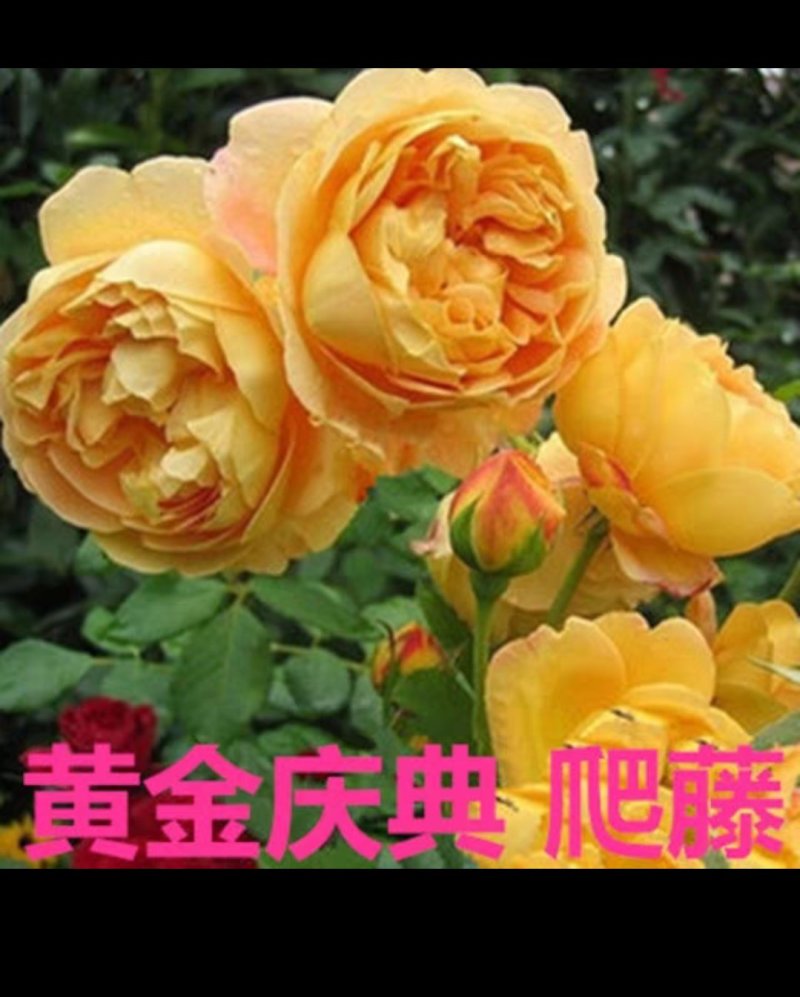 月季爬藤月季花苗大花月季蔷薇爬藤大花月季1-1.5米