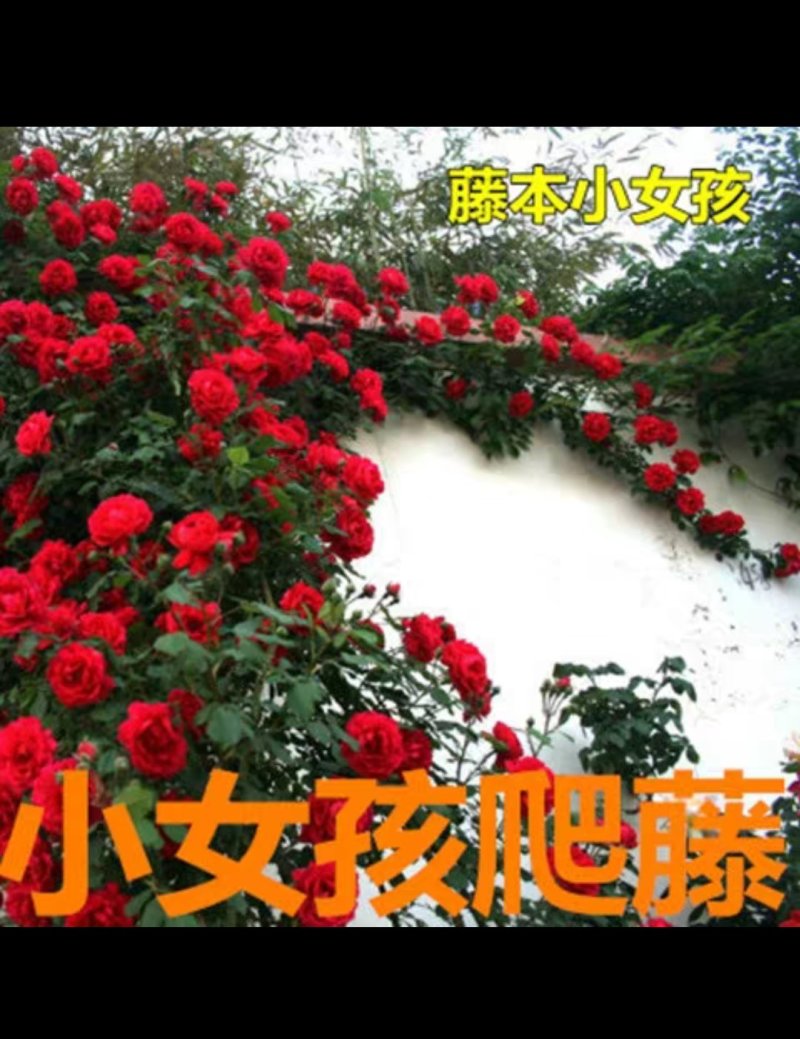 月季爬藤月季花苗大花月季蔷薇爬藤大花月季1-1.5米