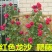 月季爬藤月季花苗大花月季蔷薇爬藤大花月季1-1.5米