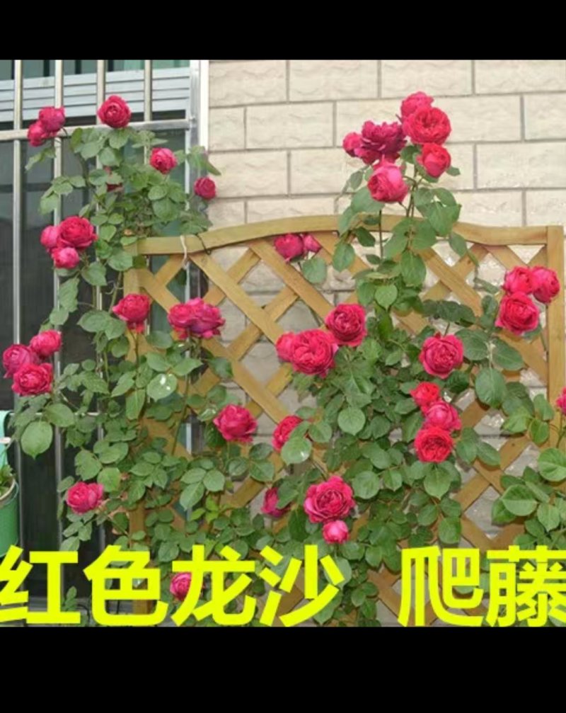 月季爬藤月季花苗大花月季蔷薇爬藤大花月季1-1.5米