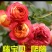 月季爬藤月季花苗大花月季蔷薇爬藤大花月季1-1.5米