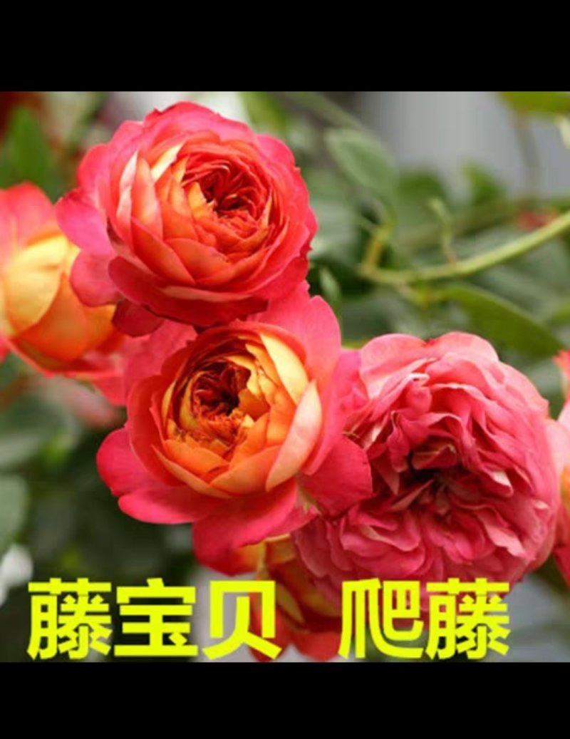 月季爬藤月季花苗大花月季蔷薇爬藤大花月季1-1.5米