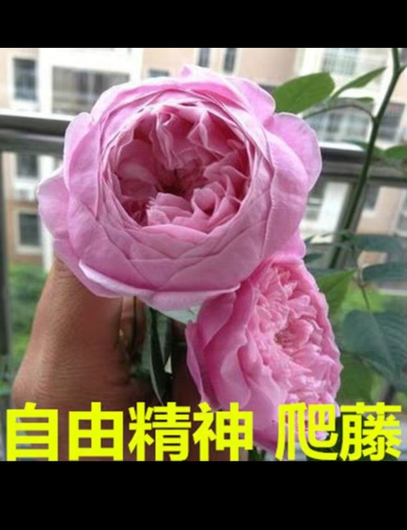 月季爬藤月季花苗大花月季蔷薇爬藤大花月季1-1.5米