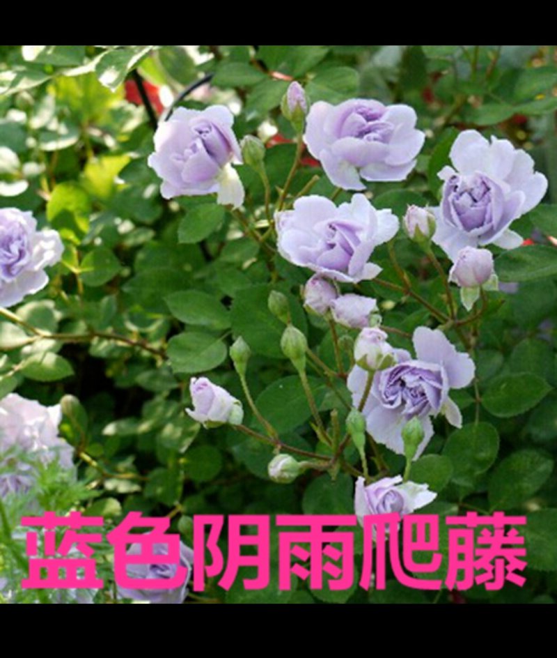月季爬藤月季花苗大花月季蔷薇爬藤大花月季1-1.5米