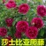 月季爬藤月季花苗大花月季蔷薇爬藤大花月季1-1.5米