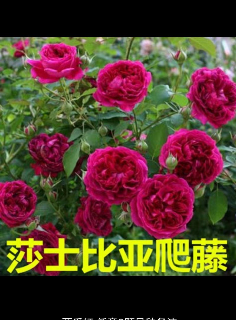 月季爬藤月季花苗大花月季蔷薇爬藤大花月季1-1.5米
