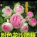月季爬藤月季花苗大花月季蔷薇爬藤大花月季1-1.5米