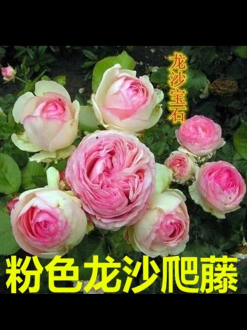 月季爬藤月季花苗大花月季蔷薇爬藤大花月季1-1.5米