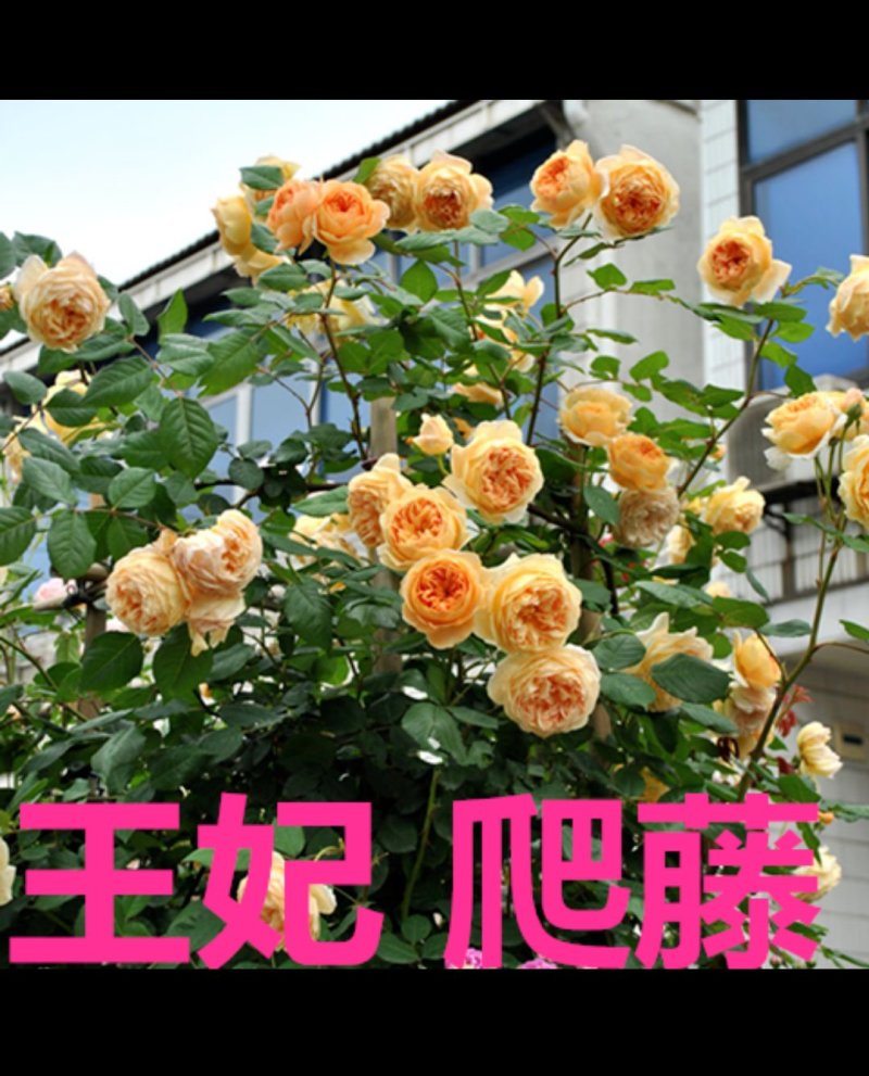 月季爬藤月季花苗大花月季蔷薇爬藤大花月季1-1.5米