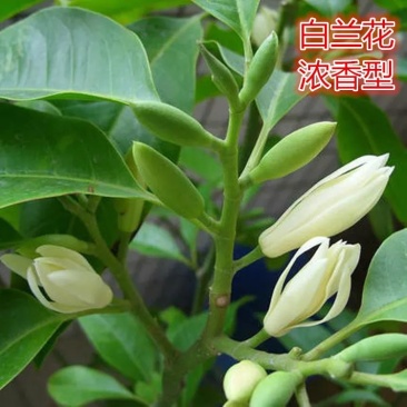 白兰花盆栽花卉植物室内玉兰树苗带花苞四季开花浓香型黄角兰