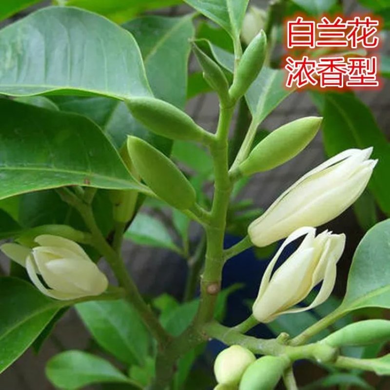 白兰花盆栽花卉植物室内玉兰树苗带花苞四季开花浓香型黄角兰